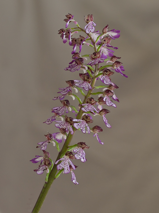 orchidea selvatica