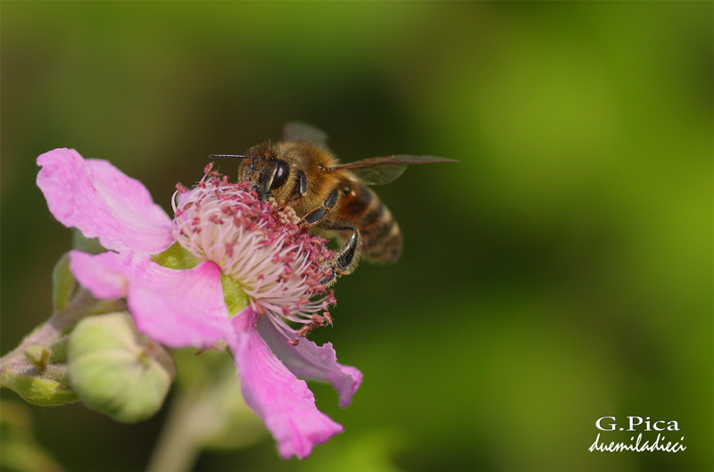 Spuntino pomeridiano