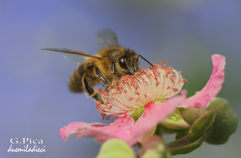 Spuntino pomeridiano 2