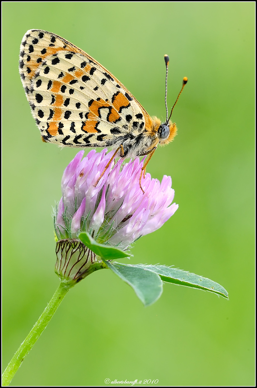 Melitaea didyma