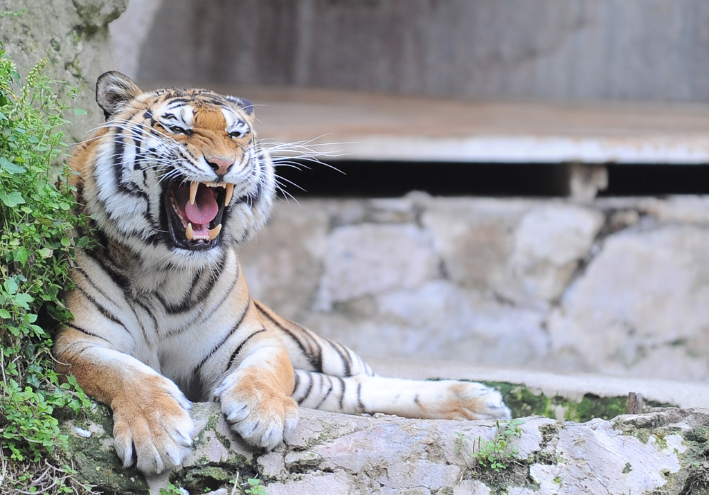 devo andare dal dentista
