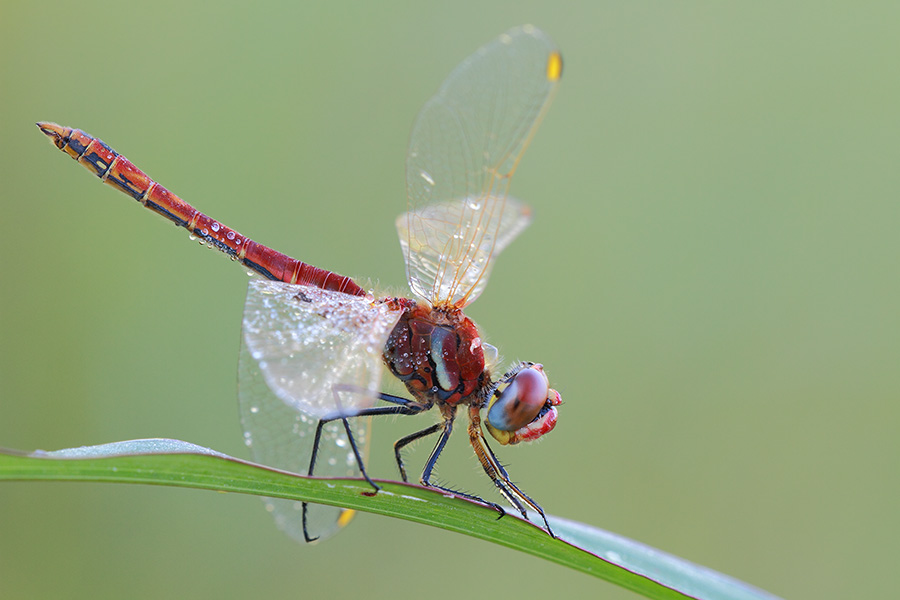 Sympetrum fonscolombii maschio su stelo
