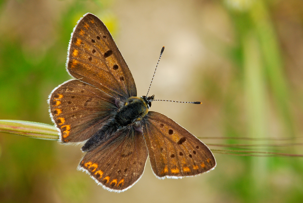 Licenide al tiepido sole