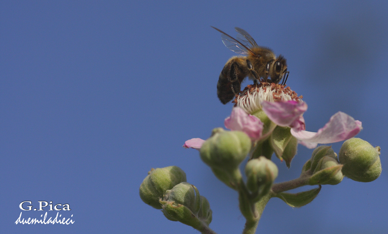 Spuntino pomeridiano 3