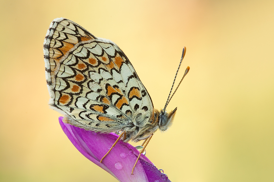 Melitaea phoebe 2010