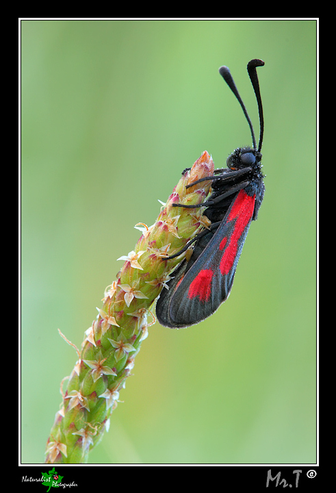 ...Zygaena punctum...