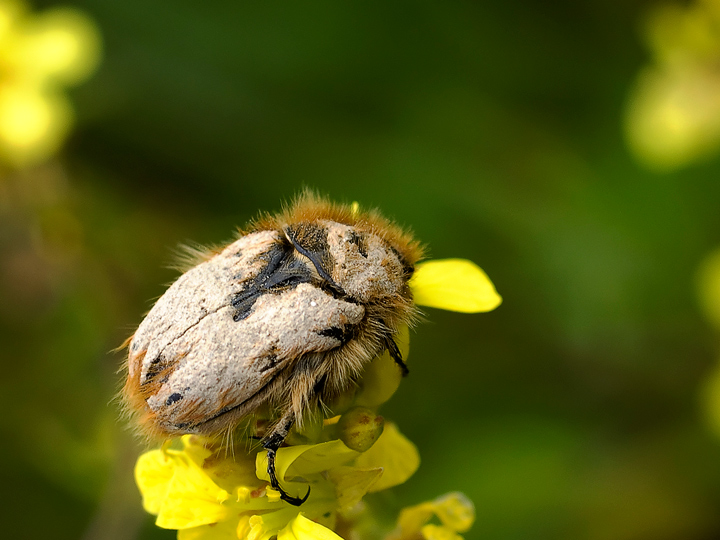 coleottero.... spelacchiato