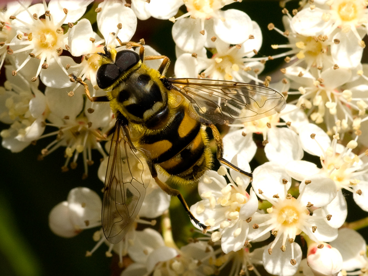 dittero( eristalis tenax)