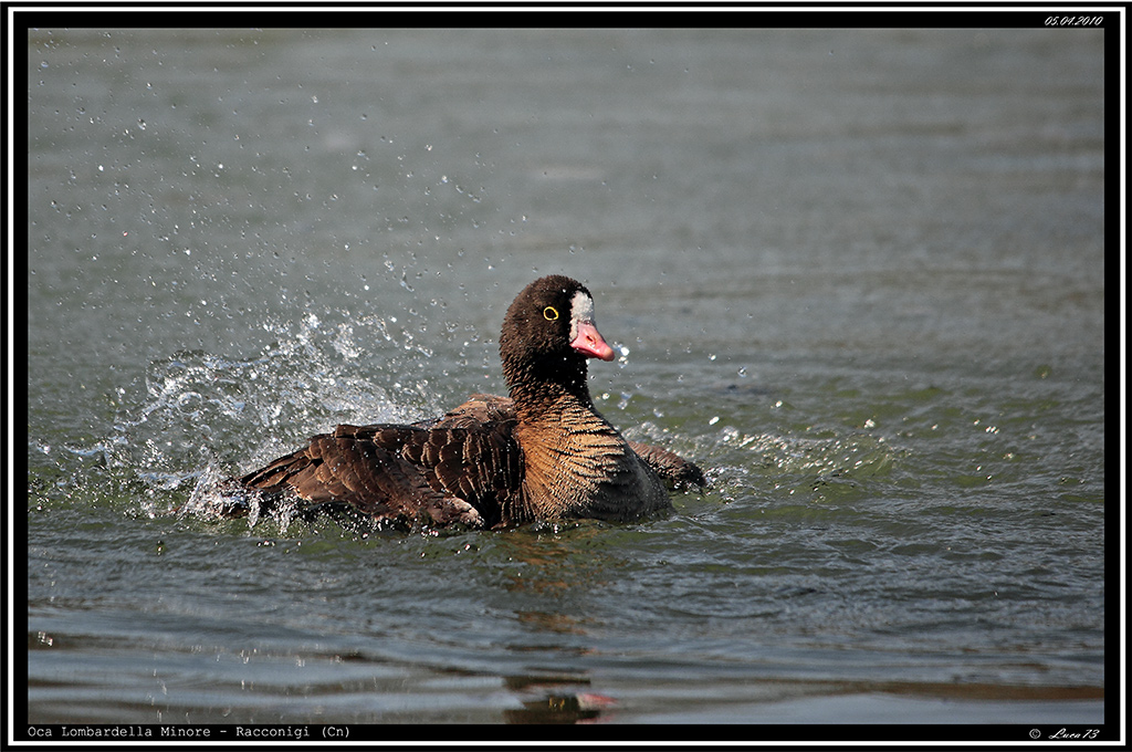 Oca Lombardella Minore # 2