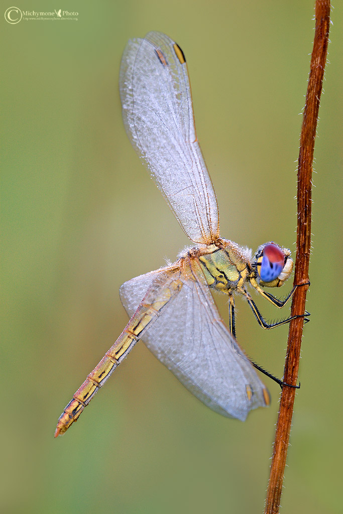 ancora...Sympetrum fonscolombii