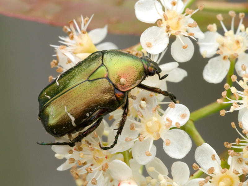 coleottero multicolore
