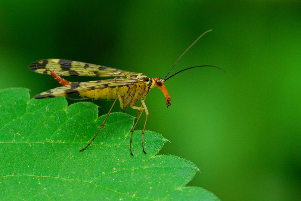 La mia migliore Panorpina