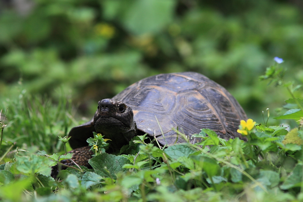 Tartaruga