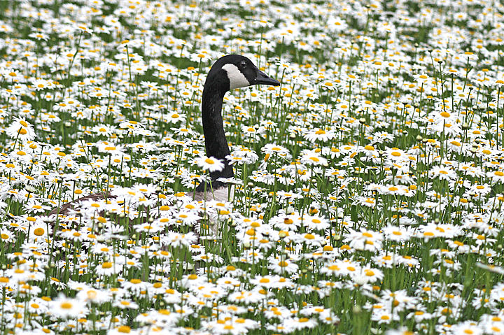 OCA DEL CANADA..........