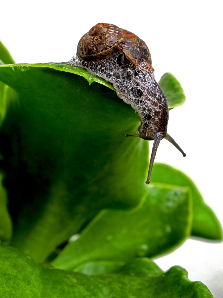 c� c� c'� nessuno laggi�??