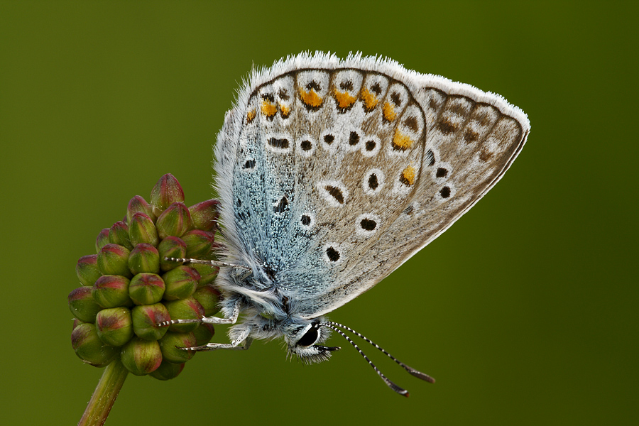 dormo a testa in gi�...