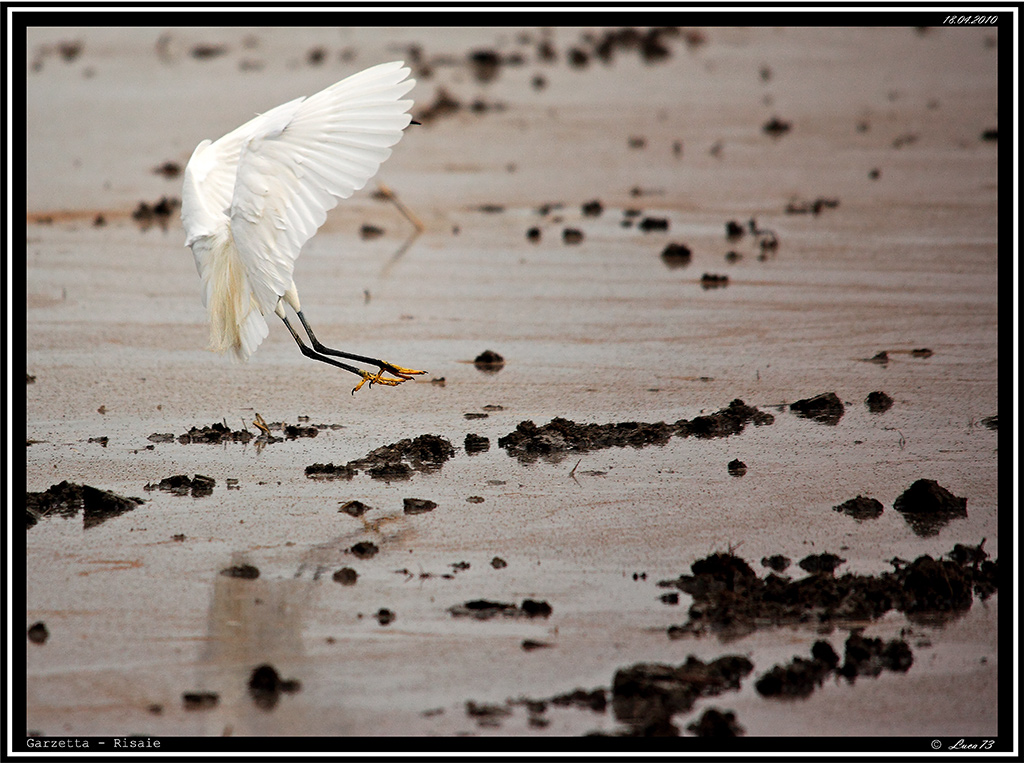 Garzetta # 3 - Atterraggio