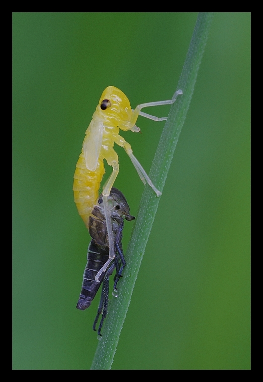 Cicadella