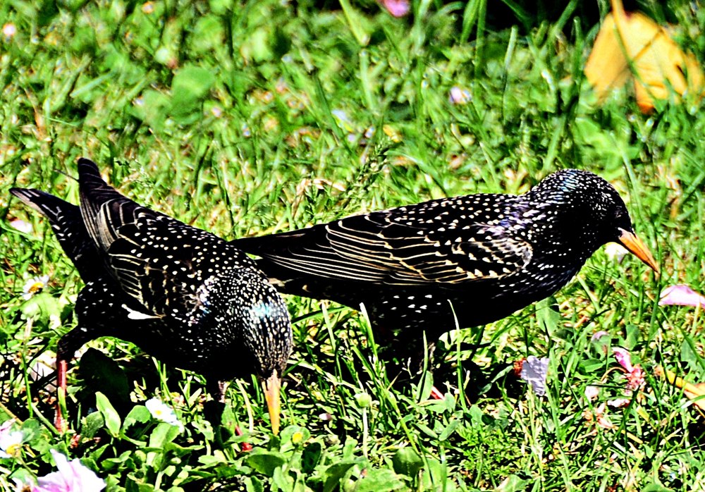 alla ricerca del cibo