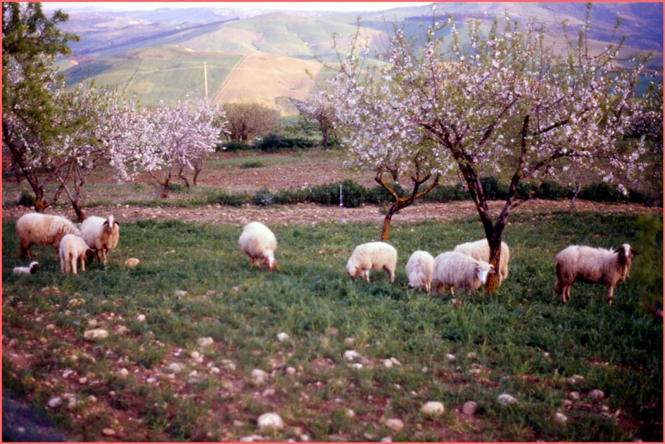 paesaggio con pecore