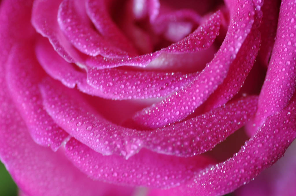 Petali di rugiada...