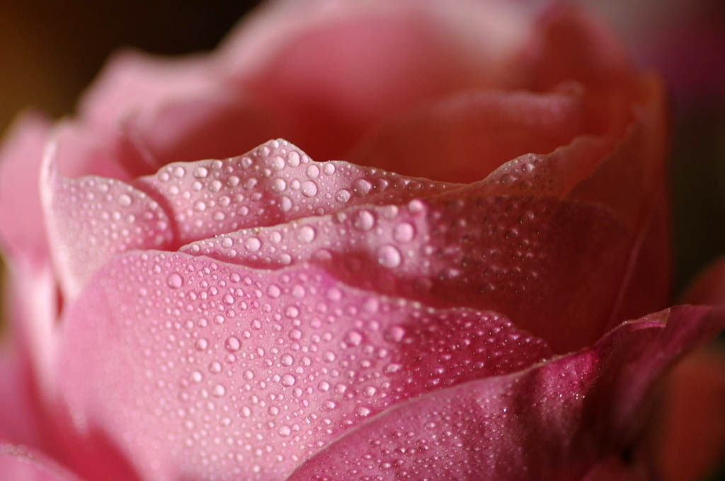 Petali di rugiada...2