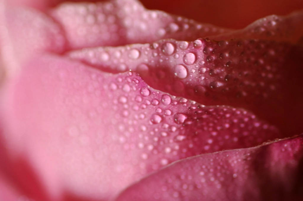 Petali di rugiada...3