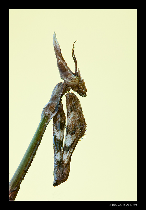 ...ritratto di Empusa Pennata....