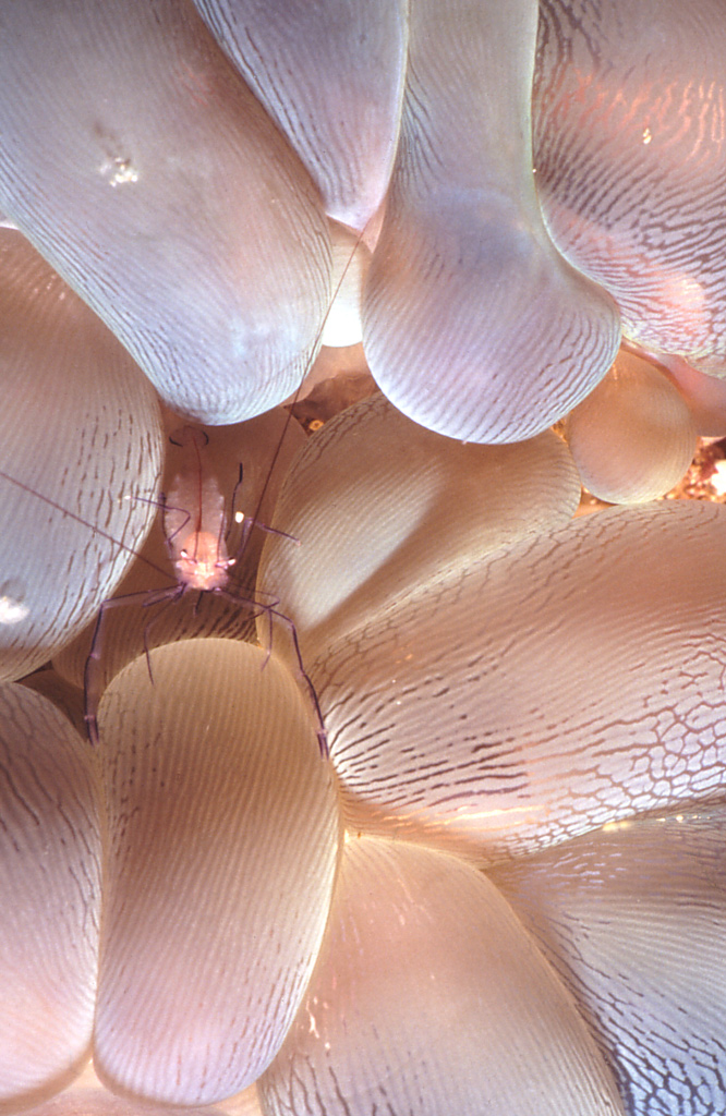 Gamberetto & corallo a bolle