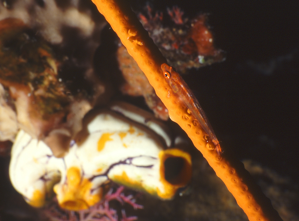 Ghiozzo & corallo frusta