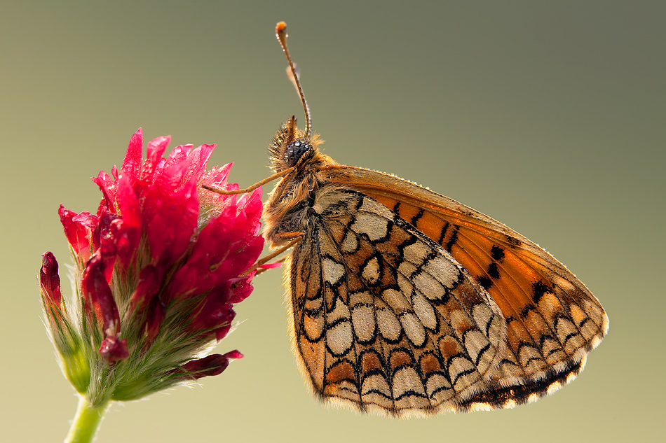 melitea sul rosso in controluce