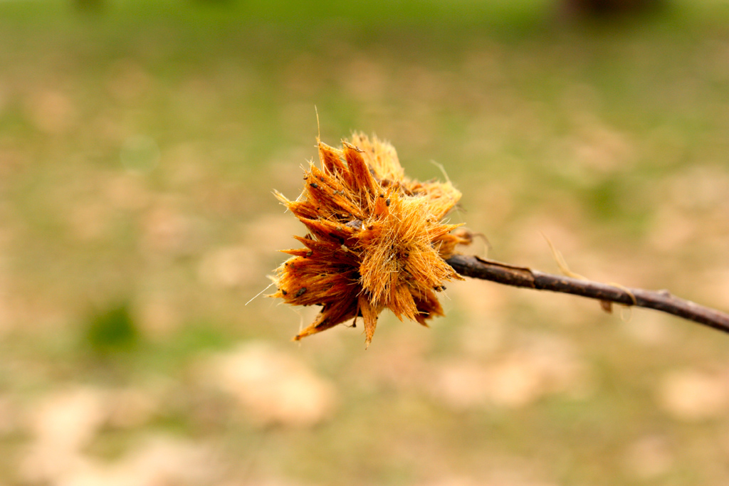 prima di diventare castagna