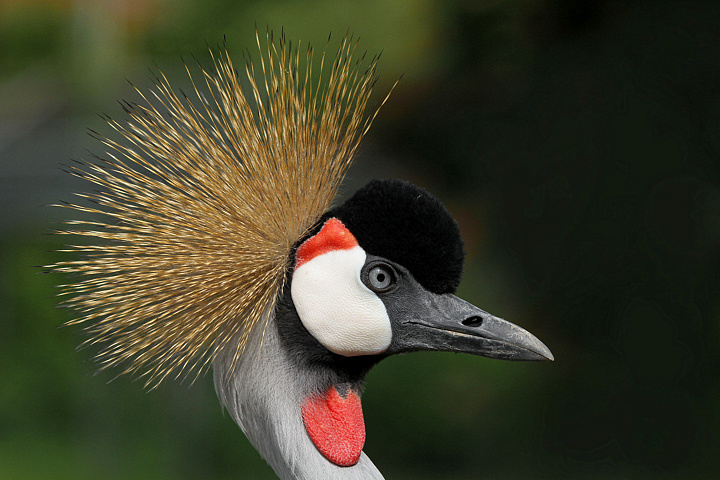 RITRATTO REGALE........