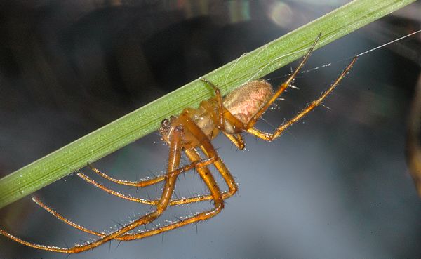 Ragno moolto attento!!