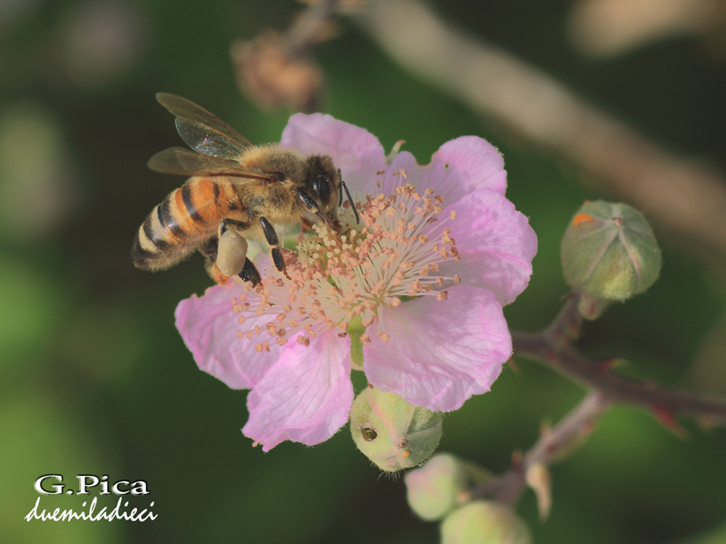 Di fiore in fiore...