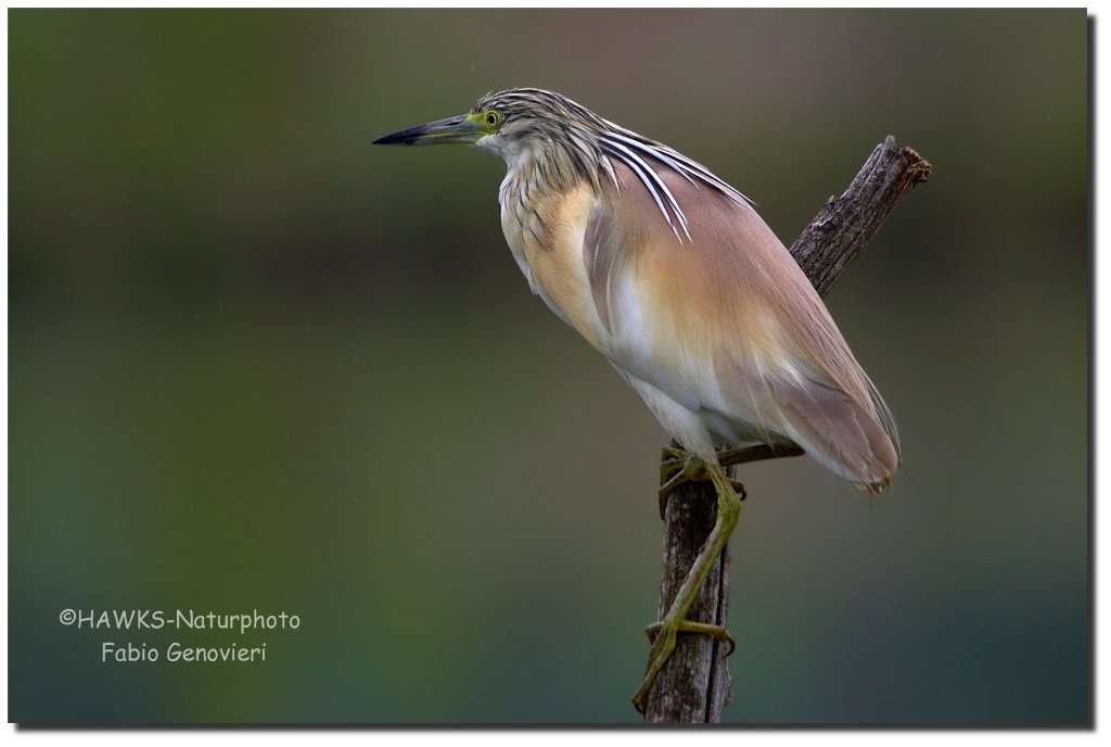 Sgarza-Ciuffetto-bis