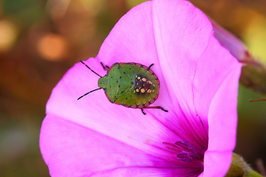 ...Tono Su Tono...!!!