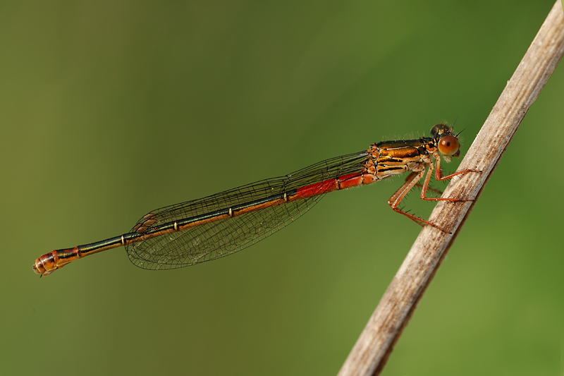 damigella multicolor