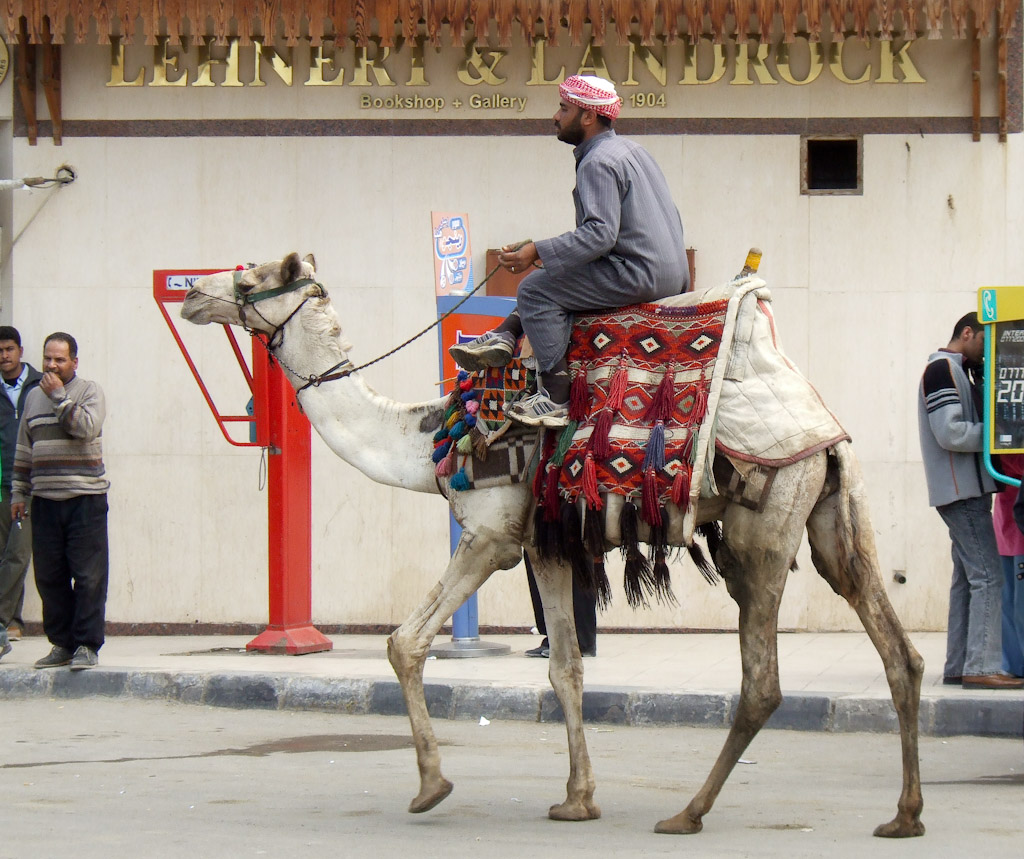 Passeggiata a ....Cammello