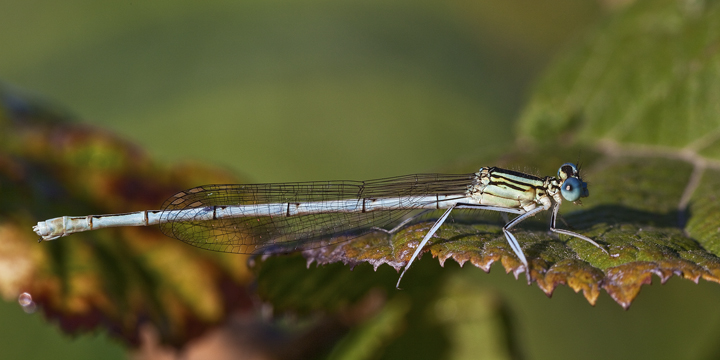 Una gentile fanciulla.