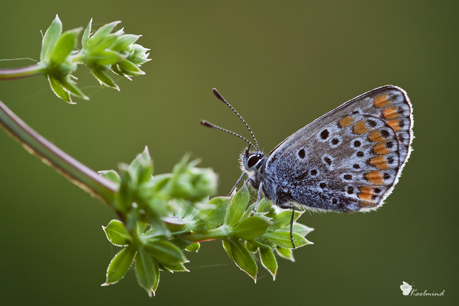 Licenide al tramonto