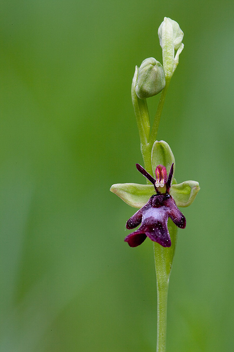 Ophrys insectifera