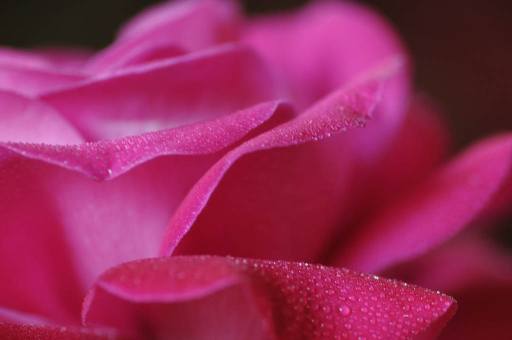 Petali di rugiada...5