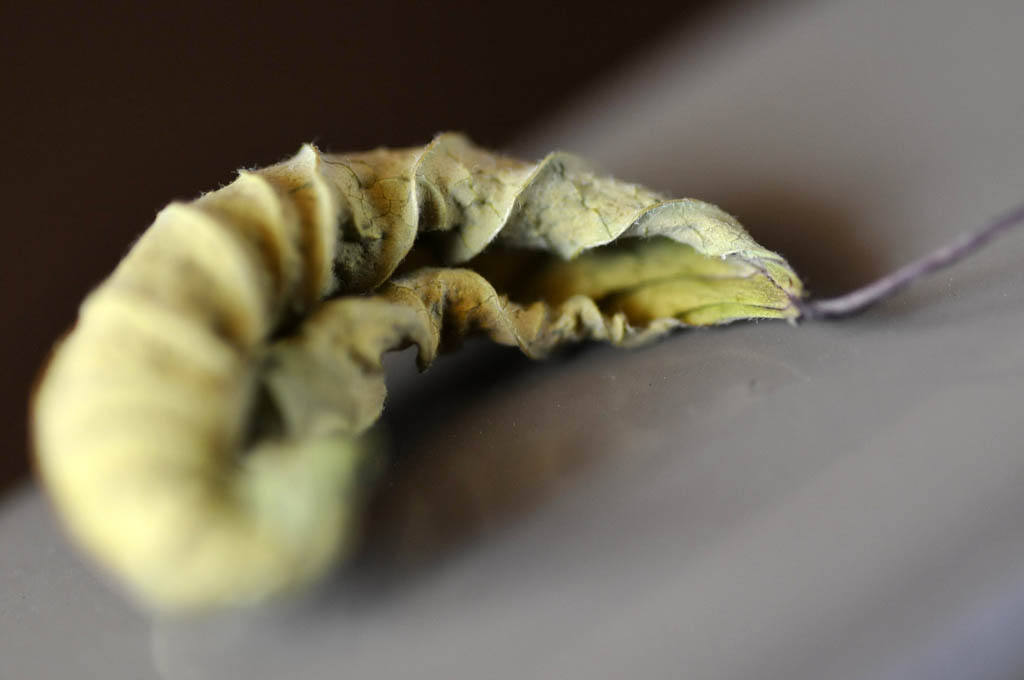 Prima che il vento la porti via...