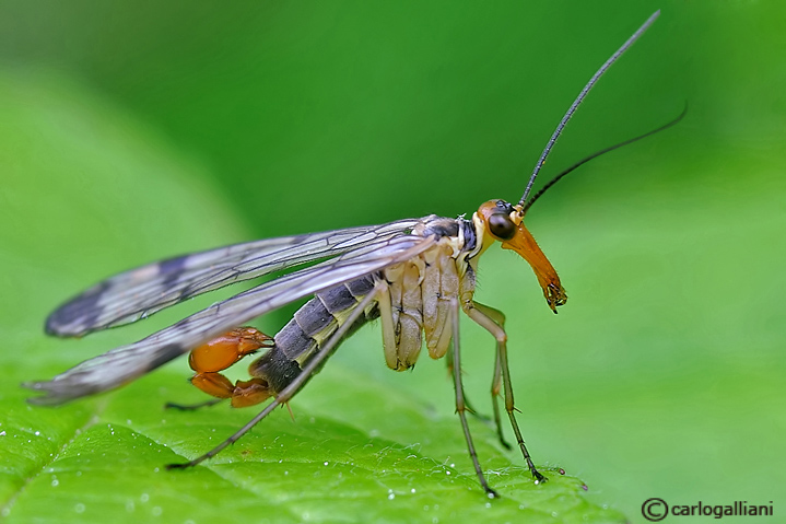 Mosca scorpione