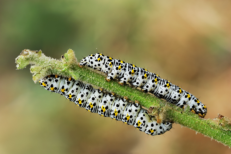 bruchi (Mullein moth)