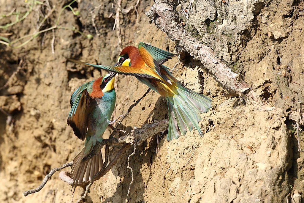 Gruccioni incavolati