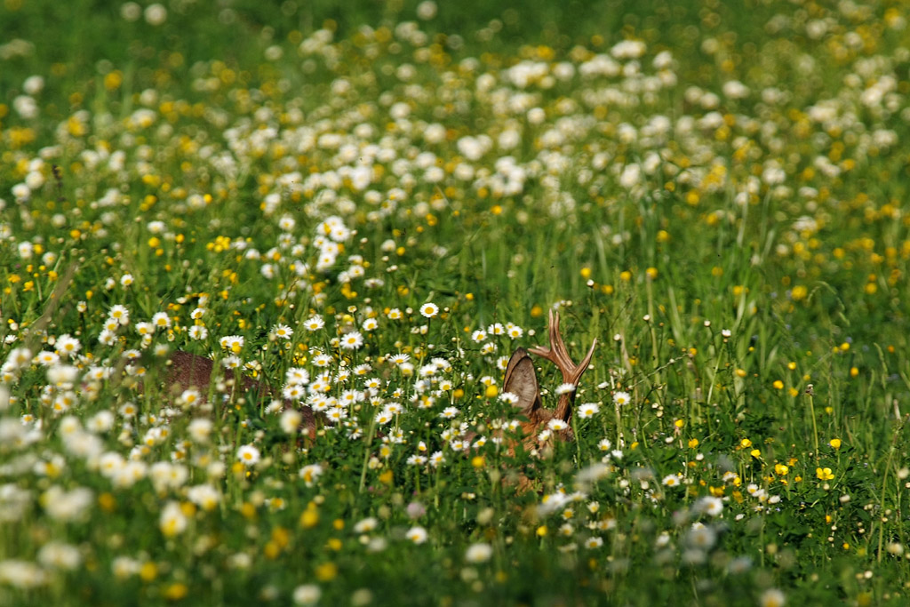 Quando l'erba � alta...