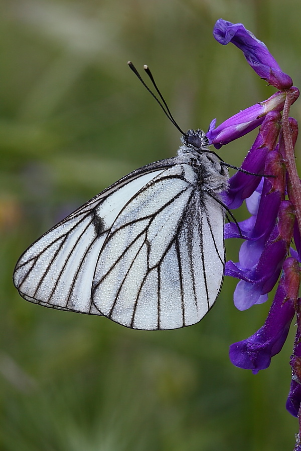Pieride del biancospino
