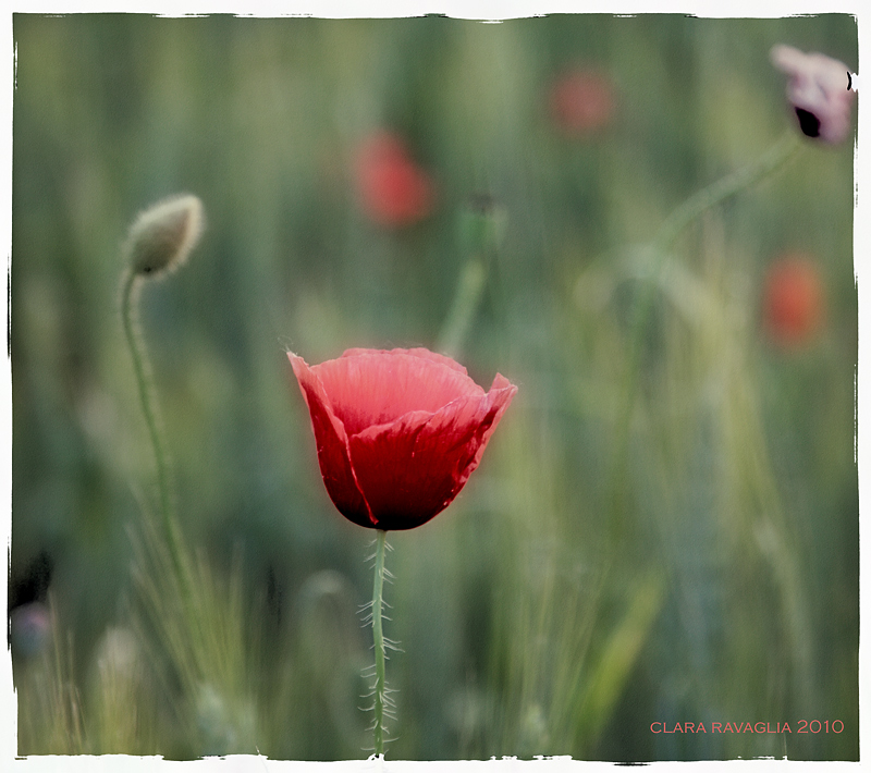 Polaroid poppy...